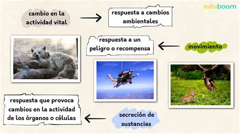 La función de relación Biologia 1 secundaria