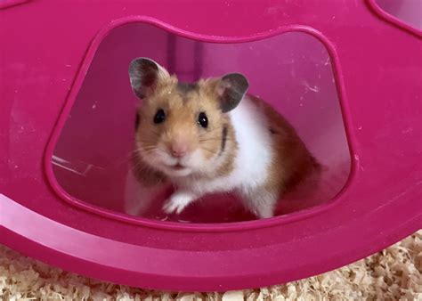 Nugget - Hamsterhilfe Österreich