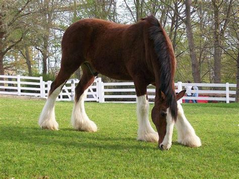 Clydesdale Horse Learn About Horses