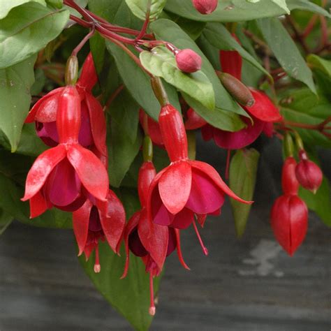 Fuchsia 'Marinka' | White Flower Farm