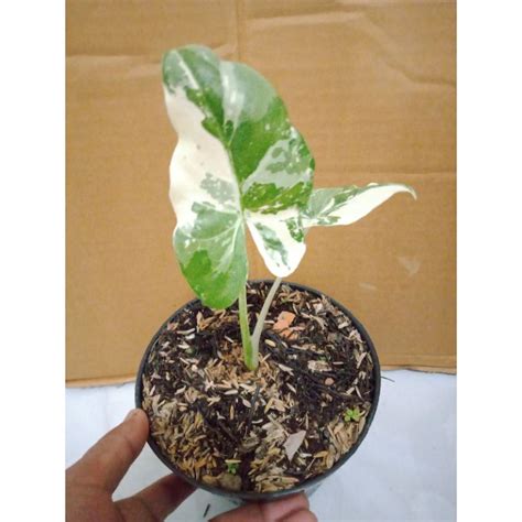 Jual Tanaman Hias Alocasia Machroriza Variegata Sente Variegata