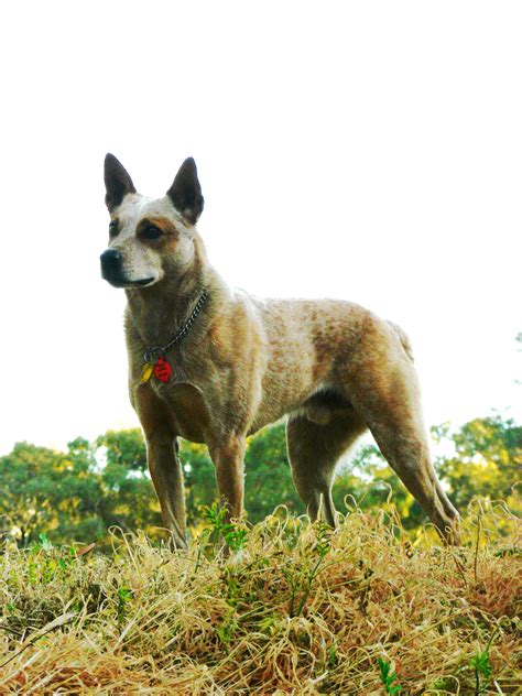 Australian Stumpy Tail Cattle Dog | GreatDogSite