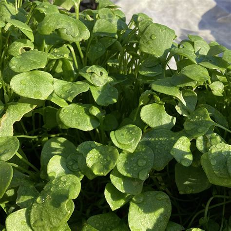 Winter Purslane Claytonia Autumn