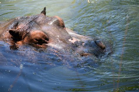 Black Hippopotamus Laying On Ground During Daytime · Free Stock Photo