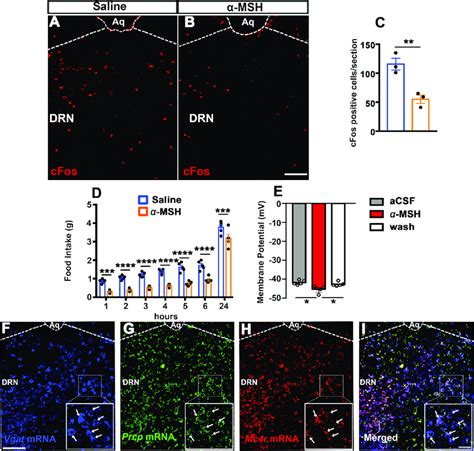 A Msh In The Drn Affects Feeding And Neuronal Activation A And B Download Scientific Diagram