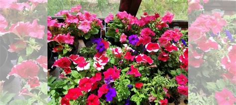 Рассада цветов для сада купить в Наро-Фоминске | Товары для дома и дачи ...