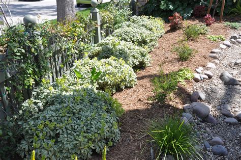 Pittosporum Tobira Cream De Mint