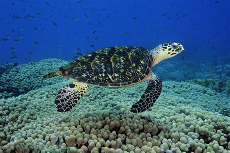 Hawksbill Sea Turtle Facts | Anatomy, Diet, Habitat, Behavior - Animals ...