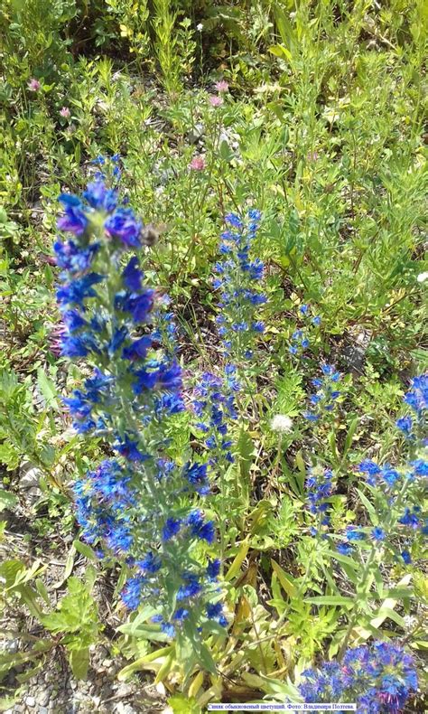 Синяк обыкновенный: описание, применение, фотографии