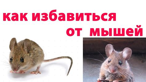 Как избавиться от мышей самый лучший способ! - YouTube
