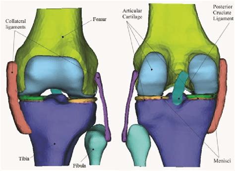 Knee Joint Anterior View