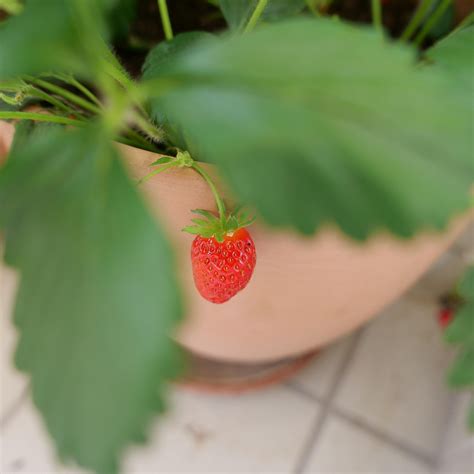 Strawberry Wall Berries - Free photo on Pixabay - Pixabay