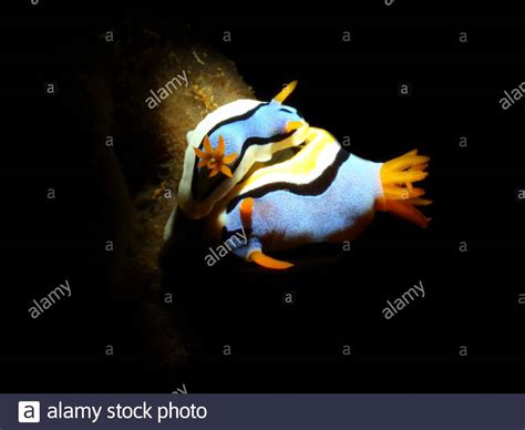 Blue sea slug hi-res stock photography and images - Alamy