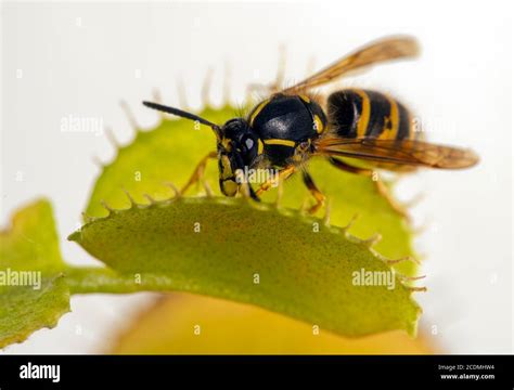 Wasp (vespinae), in Venus trap, Germany Stock Photo - Alamy