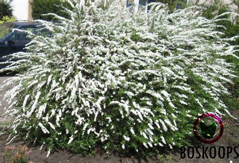 Спирея Грефшейм Фото И Описание Кустарника – Telegraph