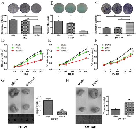 Pea15 Regulates The Proliferation Of Colorectal Cancer Cells In Vitro