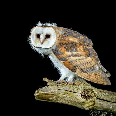 barn owl fledgling rushden  district photographic society