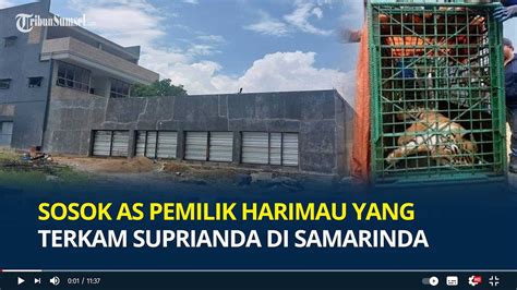 Sosok As Pemilik Harimau Yang Terkam Suprianda Hingga Tewas Di