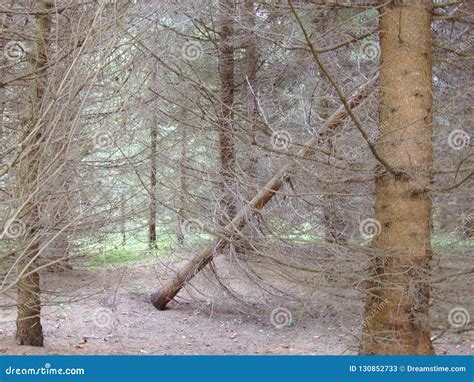 Naked Pine Wood Stock Image Image Of Trees Colors