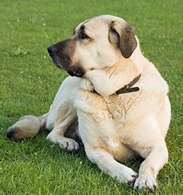 Kangal Dog Information & Dog Breed Facts | Dogell.com