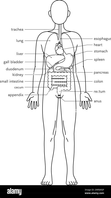 structural drawing   human body illustration  internal organs