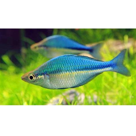 Blue Lacustris Rainbow Fish Hollywood Fish Farm Online
