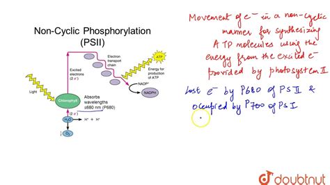 Noncyclic Photophosphorylation