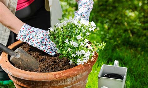 Como recuperar las plantas después del verano y tareas de jardinería de