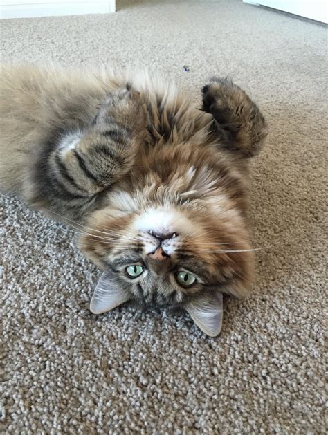 Apollo grown up and being playful (Maine Coon) : r/cats