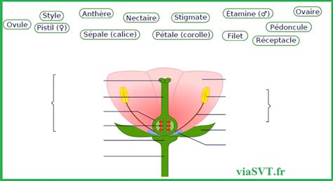 La Plante Domestiqu E Bac Svt Vive Les Svt Les Sciences De La Vie