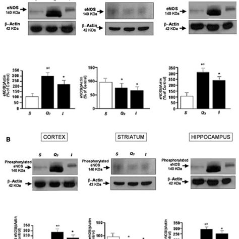 Western Blotting Of Enos Expression A And Phosphorylated Enos Download Scientific Diagram