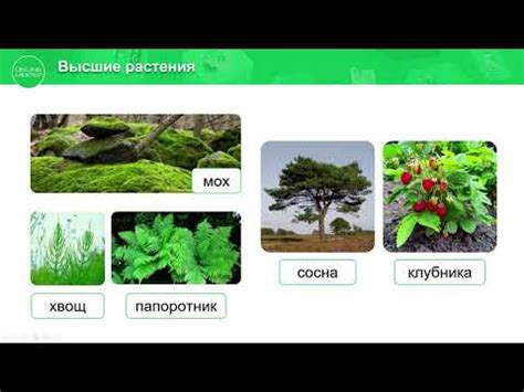 Учебник вслух - "Высшие растения", Биология 7 класс, Сивоглазов
