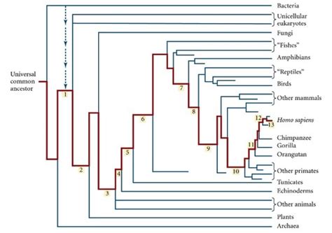 Evolution Exam 2 Flashcards | Quizlet 