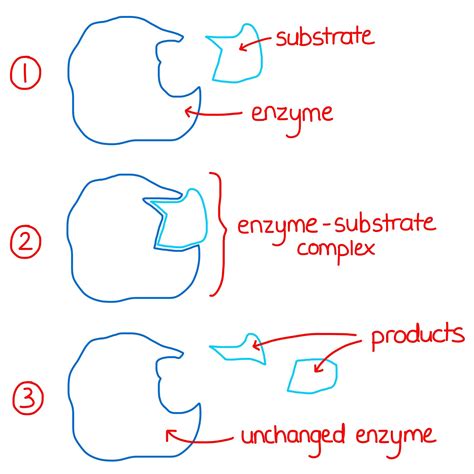 Enzyme Substrate