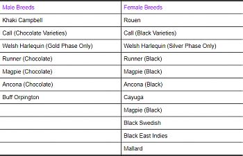 Breeding For Sex Linked Ducklings Backyard Chickens Learn How To Raise Chickens