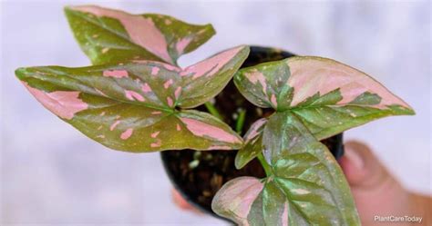 Pink Syngonium: How To Grow and Care For Pink Syngonium