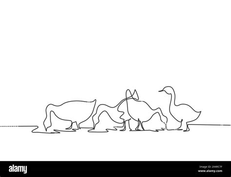 Single One Line Drawing Of The Geese Are Being Fed To Be Healthy And