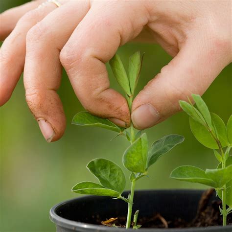 How To Grow Sweet Peas Back Gardener