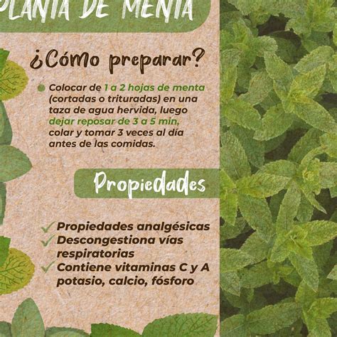 Receta Medicinal Con Menta Descubre C Mo Aprovechar Los Beneficios De