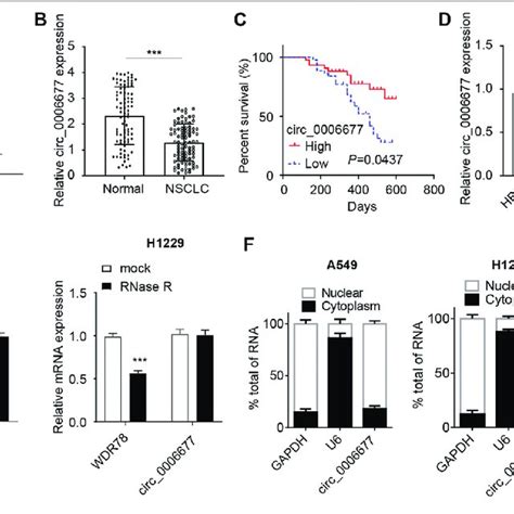 Circ Is Reduced In Nsclc Tissues And Cells A Analysis Of