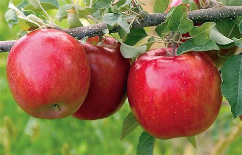 Morning Mist™ Fugachee Fuji Cv Apple Fruit Tree Variety Anfic