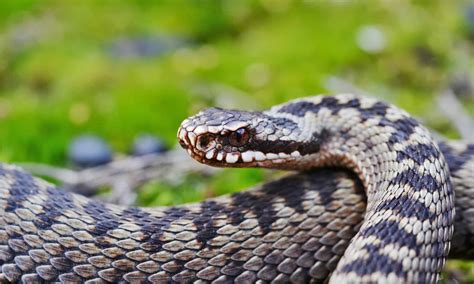 Meet 6 Snakes of the Danube River
