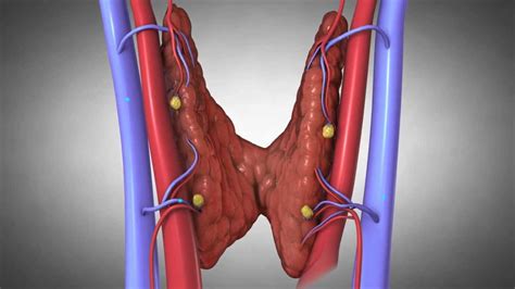 Physiology Of Parathyroid Gland