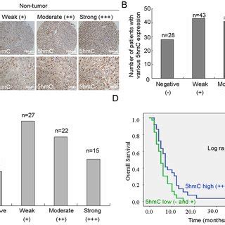 Expression Of Tet In Hcc And Non Tumor Tissues A The Protein