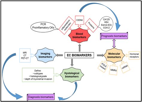 landscape  endometrial cancer molecular mechanisms biomarkers