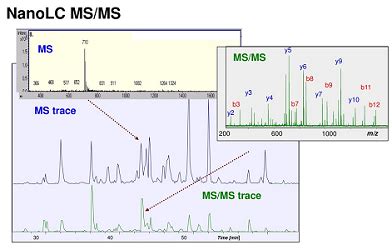 Lc Ms Ms