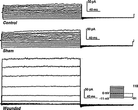 [PDF] The Electrical Response to Injury: Molecular Mechanisms and Wound ...