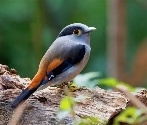 Unveiling The Enigmatic Charm Of The Silver Breasted Broadbill A