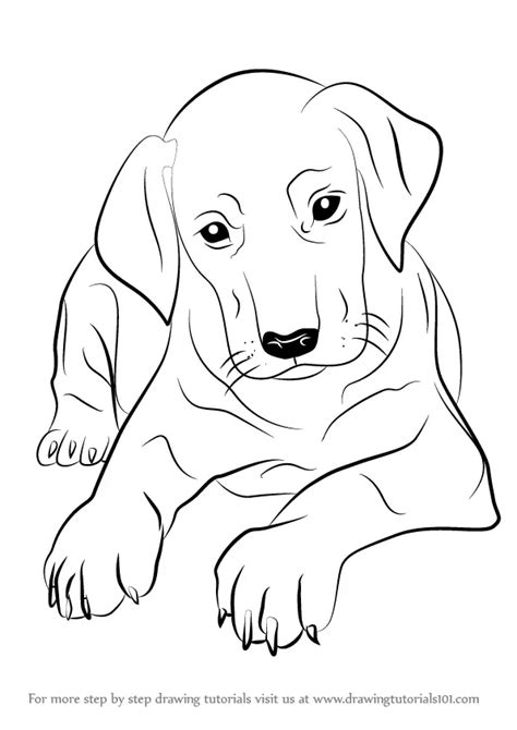 Learn How To Draw Doberman Puppy Dogs Step By Step Drawing Tutorials