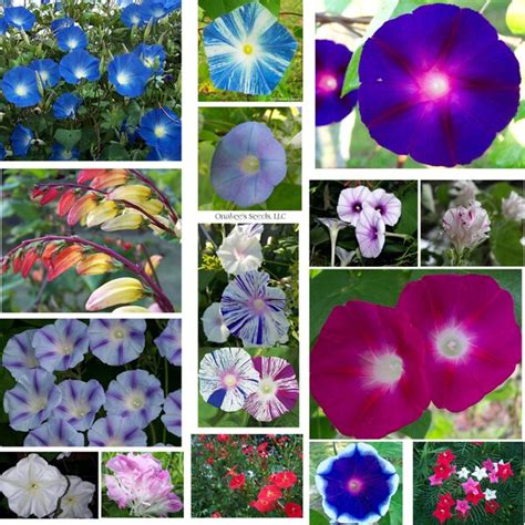 Ipomoea - Etsy